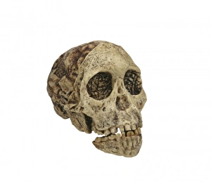Australopithecus africanus, the Taung child Australopithecus africanus, the Taung child