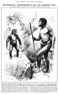 Evolution Collection: Australopithecus and the Rhodesian Man