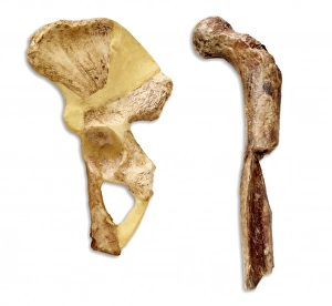 Australopithecus sp. thigh & hip bone Australopithecus sp. thigh & hip bone