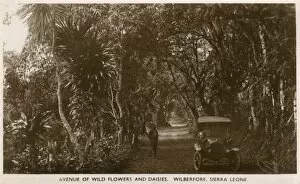 Avenue of wild flowers, Wilberforce, Sierra Leone, Africa