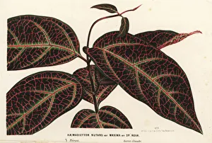 Ayahuasca or yaje, Prestonia quinquangularis Ayahuasca or yaje, Prestonia quinquangularis