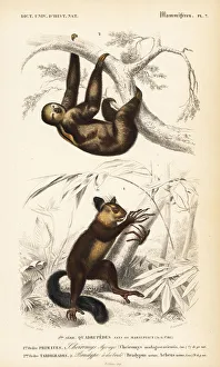 Aye-aye (near-threatened) and brown-throated sloth Aye-aye (near-threatened) and brown-throated sloth