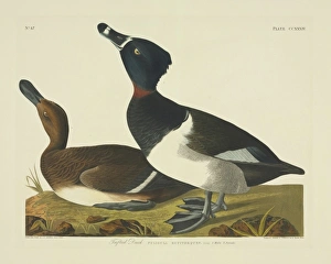 Aythya collaris, ring-necked duck Aythya collaris, ring-necked duck