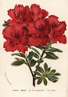 Azalea cultivar, Charles van Eeckhaute, Rhododendron indicum Azalea cultivar, Charles van Eeckhaute, Rhododendron indicum