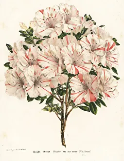 Azalea cultivar, President van den Hecke Azalea cultivar, President van den Hecke
