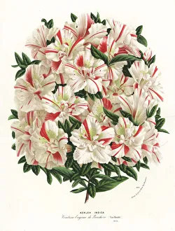 Azalea hybrid, Comtesse Eugenie de Kerchove Azalea hybrid, Comtesse Eugenie de Kerchove