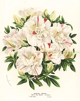 Azalea hybrid, Marie Van Houtte, Rhododendron indicum Azalea hybrid, Marie Van Houtte, Rhododendron indicum