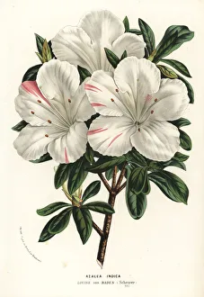 Azalea indica, Louise von Baden variety, Rhodonendron Azalea indica, Louise von Baden variety, Rhodonendron