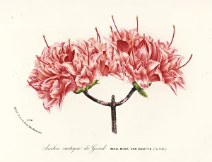 Azalea rustique de Gand, Rhododendron indicum Azalea rustique de Gand, Rhododendron indicum