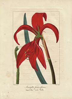 Stipple Collection: Aztec lily, Sprekelia formosissima