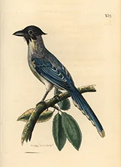 Azure-winged magpie, Cyanopica cyanus Azure-winged magpie, Cyanopica cyanus