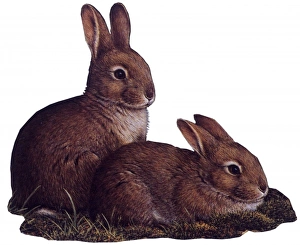 <b class=qtipBold><figcaption>Two Baby Bunnies</figcaption></b><br>Two young rabbits. Painting by Malcolm Greensmith<br><em>© Mary Evans/Malcolm Greensmith</em> Two Baby Bunnies
