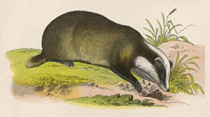 <b class=qtipBold><figcaption>BADGER</figcaption></b><br>Badger<br><em>© Mary Evans Picture Library</em> BADGER