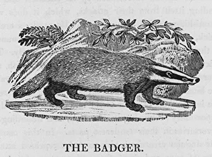 <b class=qtipBold><figcaption>Badger (Bewick)</figcaption></b><br>Ursus meles 'Few creatures defend themselves better, or bite with greater keenness...it is notwithstanding very harmless and inoffensive'.<br><em>© Mary Evans Picture Library</em> Badger (Bewick)