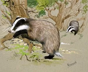 Branches Gallery: Two Badgers in a wood