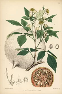 Bitter Gallery: Bael, Bengal quince or Japanese bitter orange