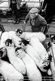 Bakewell, Derbyshire Cattle Market - 1 Bakewell, Derbyshire Cattle Market - 1