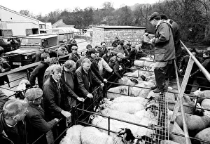 Bakewell, Derbyshire Cattle Market - 4 Bakewell, Derbyshire Cattle Market - 4