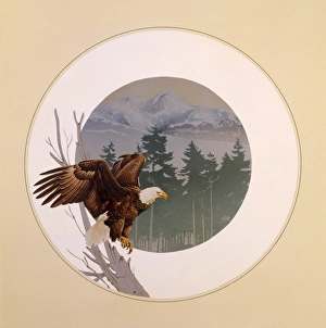 Bald Eagle (Haliaeetus leucocephalus) Bald Eagle (Haliaeetus leucocephalus)