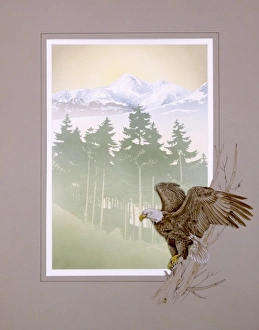 <b class=qtipBold><figcaption>Bald Eagle and Mountain scenery</figcaption></b><br>A bald eagle is set into the border framing this light, atmospheric view of mountains, seen through the green silhouettes of fir trees on the lower slopes. Painting by Malcolm Greensmith.<br><em>© Mary Evans/Malcolm Greensmith</em> Bald Eagle and Mountain scenery