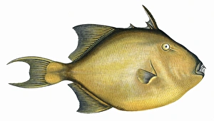 Balistes capriscus, or Grey Triggerfish Balistes capriscus, or Grey Triggerfish