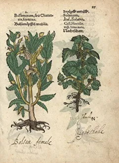 Balsam apple female, Momordica balsamina Balsam apple female, Momordica balsamina