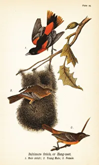 Baltimore oriole or hang-nest, Icterus galbula Baltimore oriole or hang-nest, Icterus galbula