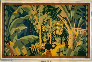Plantations Gallery: Banana palms