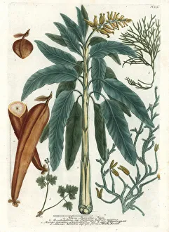 Banana tree and fruit, muskroot and moss Banana tree and fruit, muskroot and moss