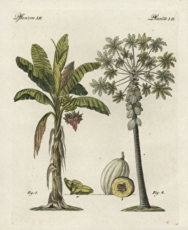 Banana tree, Musa paradisiaca, and papaya tree Banana tree, Musa paradisiaca, and papaya tree