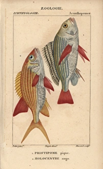 Banded grunt, Pomadasys furcatus, and squirrelfish Banded grunt, Pomadasys furcatus, and squirrelfish