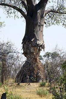 Baobab Tree - showing trunk partially eaten by Baobab Tree - showing trunk partially eaten by