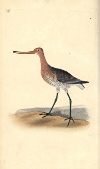 Bar-tailed godwit (female), Limosa lapponica Bar-tailed godwit (female), Limosa lapponica