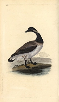 Sandpipers Gallery: Bar Tailed Godwit Collection