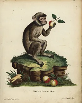 Barbary ape or macaque, Macaca sylvanus. Endangered Barbary ape or macaque, Macaca sylvanus. Endangered