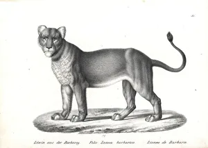 Barbary lion, female, Panthera leo barbaricus, extinct Barbary lion, female, Panthera leo barbaricus, extinct