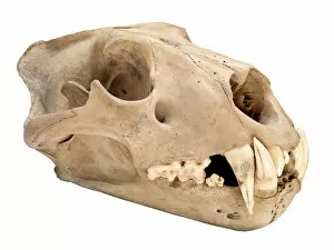 Barbary lion skull