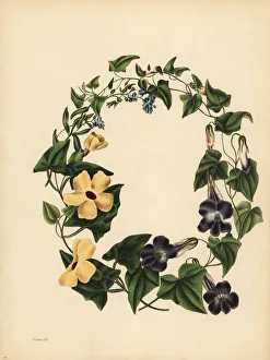 Barclay's Maurandia, the winged Thunbergia and Forget me not Barclay's Maurandia, the winged Thunbergia and Forget me not
