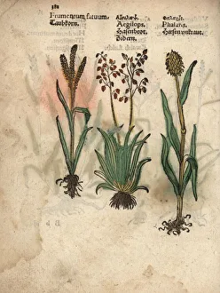 Barley, Hordeum vulgare, barren brome, Bromus Barley, Hordeum vulgare, barren brome, Bromus