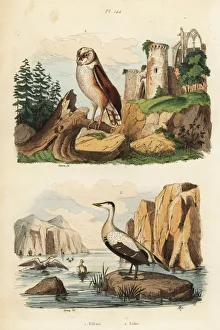 Fries Gallery: Barn owl, Tyto alba, and eider duck, Somateria mollissima