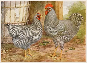 Barred Plymouth Rocks