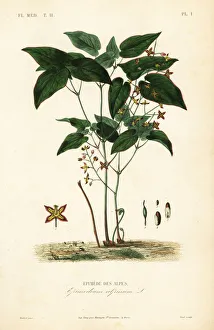 Barrenwort or bishop's hat, Epimedium Barrenwort or bishop's hat, Epimedium