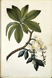 Barringtonia calyptrata, mango pine tree Barringtonia calyptrata, mango pine tree