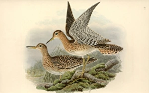 Bartramia longicauda, upland sandpiper Bartramia longicauda, upland sandpiper