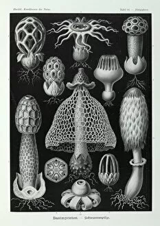 Fungi Gallery: Basidiomycota: filamentous fungi