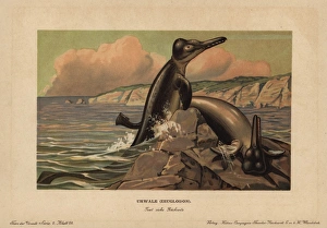 Basilosaurus (Zeuglodon), extinct genus of Basilosaurus (Zeuglodon), extinct genus of