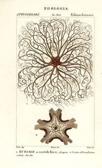 Basket star or gorgon's head, Astrocladus euryale Basket star or gorgon's head, Astrocladus euryale