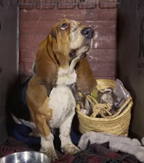 Basset Gallery: Basset hound with shopping basket