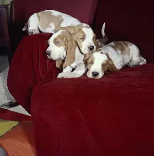 Basset Gallery: Three Basset hounds sleeping on a sofa