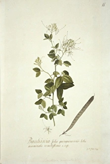Bauhinia divaricata L., bulls hoof Bauhinia divaricata L., bulls hoof